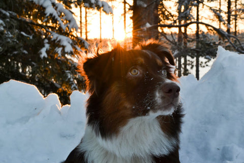 Dog Enjoying Winter Snow Without Getting Fleas