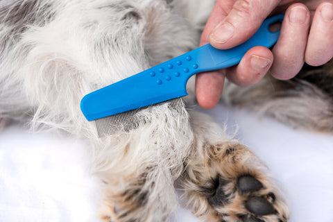 Dog Gets Fleas in Winter and Owner Combs