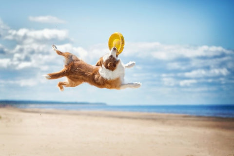 Dog catching frisbee