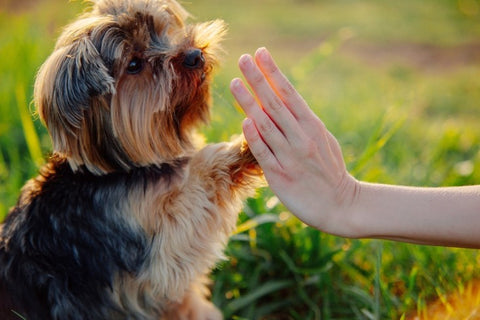 Dog giving person a high five