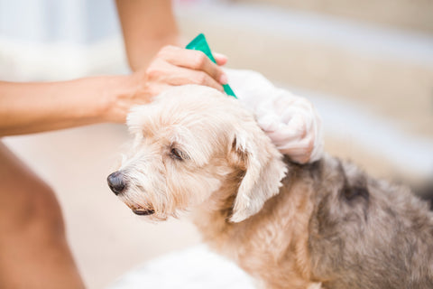 Pet Owner Applying Flea Treatment to Dog