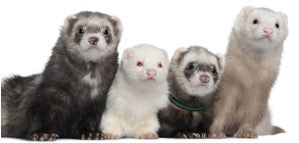Four ferrets