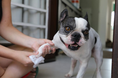 Washing a dogs paws