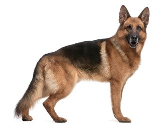 German Shepherd