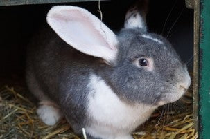 Gray and white rabbit with big ears