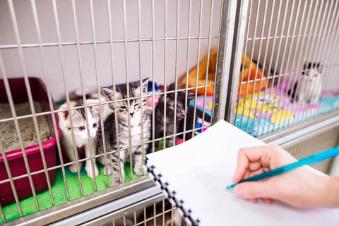 Kitten in shelter with paperwork