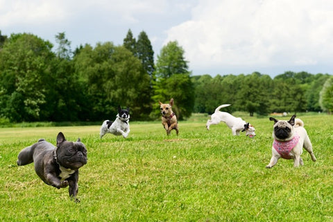 Mixed breeds of dogs playing in field