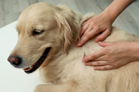 Person checking dogs fur