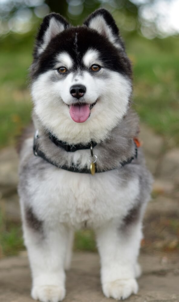 Pomsky