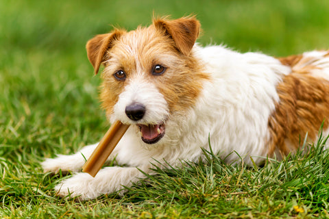 Small Dog Chewing a Bone to Prevent Dental Diseases