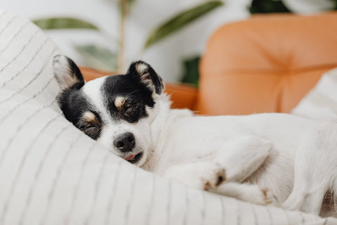 Small Dog Resting on Couch of Owner Home