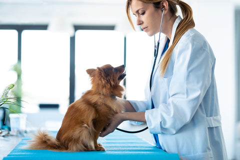 A Vet Performing a Check Up on a Small Dog with Health Problems