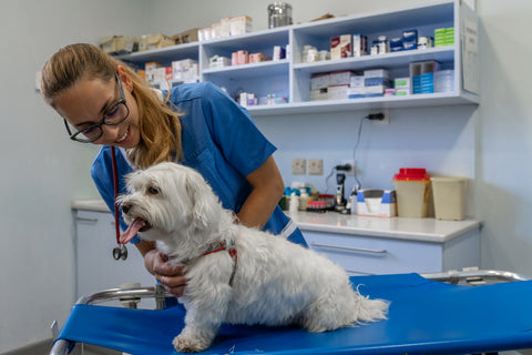 Small Dog Health Issues Seeing Vet