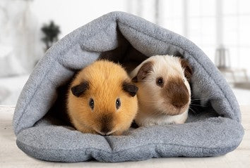 Two Guinea Pigs in a blanket
