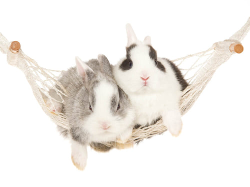 Two rabbits sitting in hammock