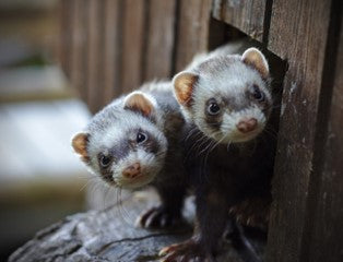 Two Ferrets