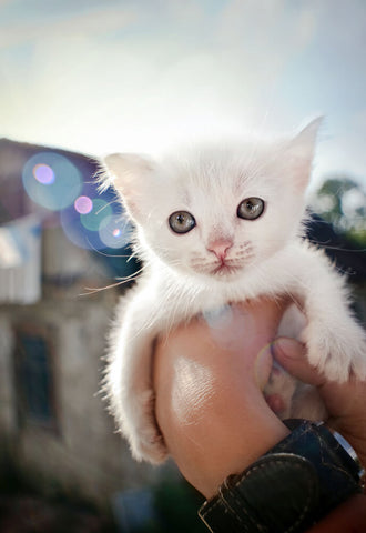 White kitten