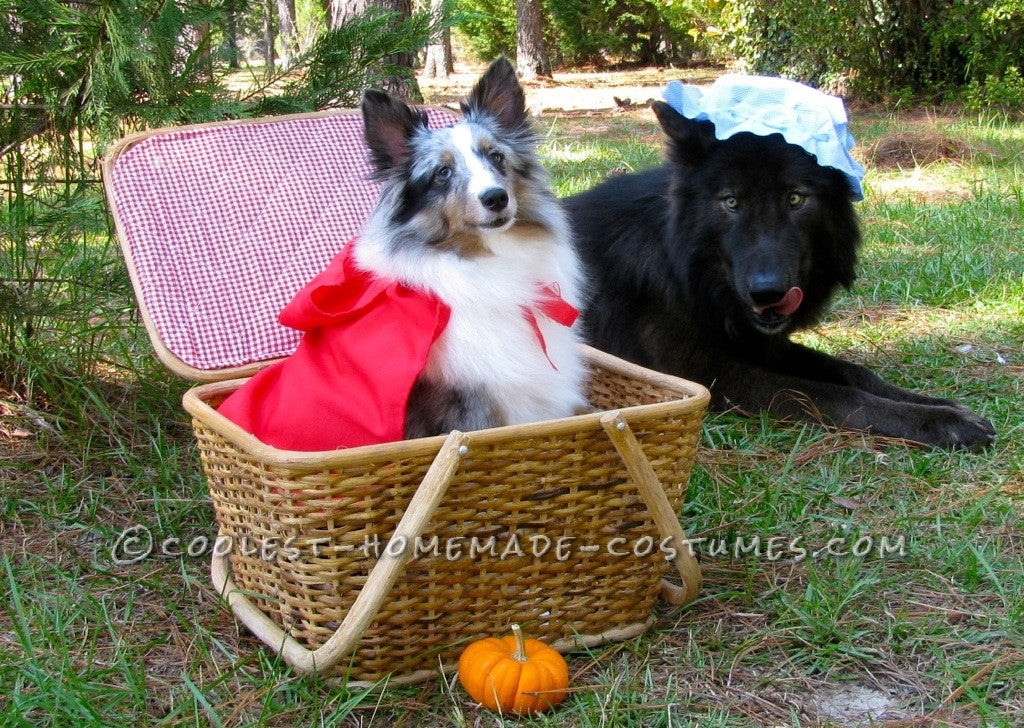 DIY Dog Costumes  Ideas For Homemade Halloween Dog Costumes