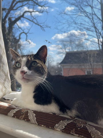 A grey and white cat is visible up close. The cat sits next to a window.