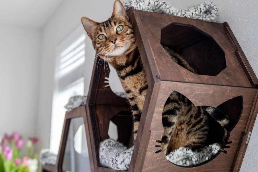 Can Cats Live in Small Apartments