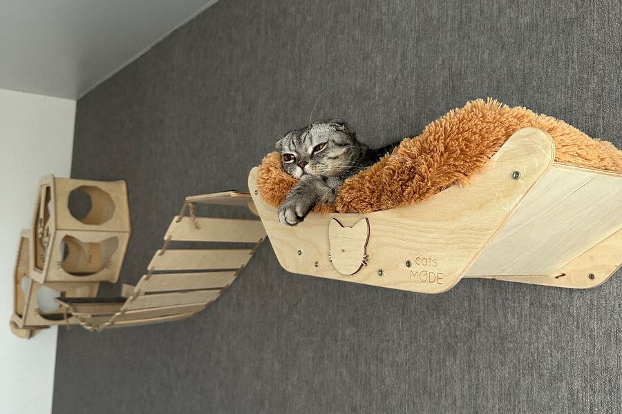 cat wall beds CatsMode