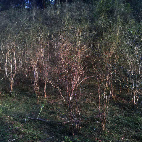 foresta di alberi antichi di te yibang