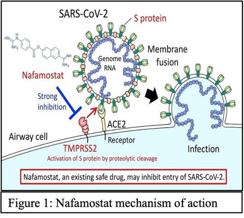 Nafamostat mechanism in action