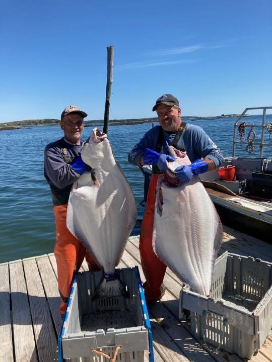 two fishermen holding up large halibut