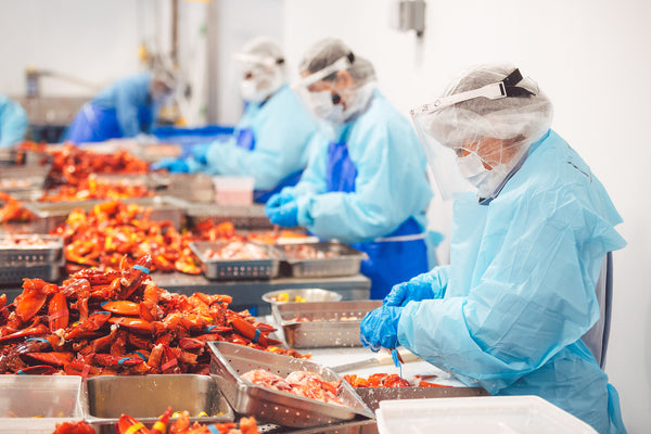 workers processing and separating cooked lobster