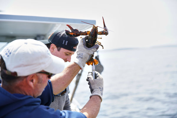 lobsterman v notching egg bearing female on the boat
