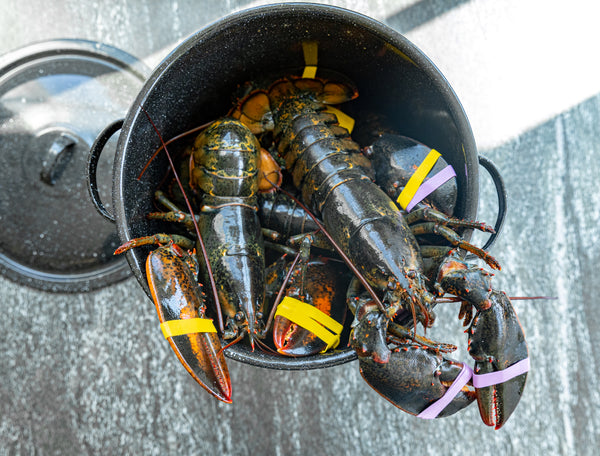 live lobsters in a stock put