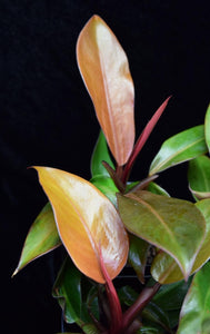 Newly formed leaves on Philodendron Prince of Orange.