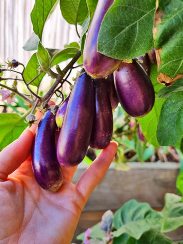 Eggplants frown at home
