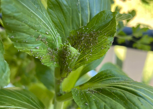 what to do about aphids
