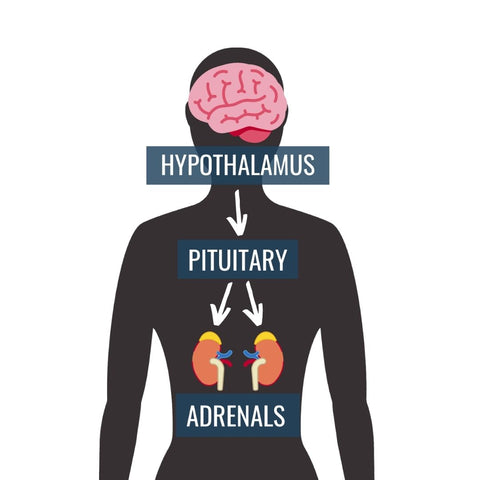 Depiction of the basic anatomy of the HPA axis.