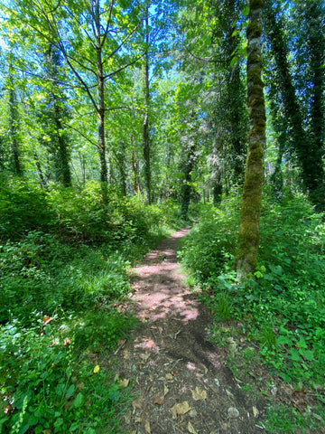 A lush hiker's trail framed by a tunnel of new growth.