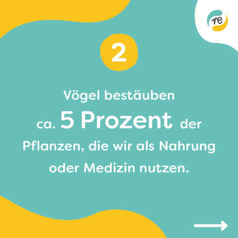 Vögel bestäuben 5% der Pflanzen, die wir nutzen