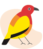 Bird illustration Flame bowerbird in red, yellow, orange and black