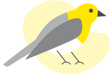 Illustration Gelbkehlvireo, ein Vogel mit grauem, gelbem und weißem Gefieder