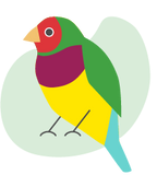 Bird illustration Gouldian finch, plumage in purple, yellow, green, red and a little turquoise
