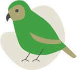 Illustration Vogel Kakapo, er hat ein braunes und grünes Gefieder