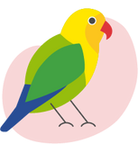 Bird illustration Lovebird, a colorful bird: yellow, orange, red, some blue and green are its colors