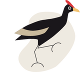 Bird illustration, the Watercock has plumage in brown/black and wears red headdress