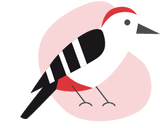 Bird illustration White-backed woodpecker, plumage in white, red and black