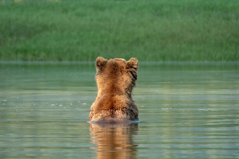 brown bear