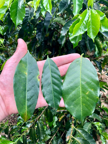 Leaves of various coffee plants