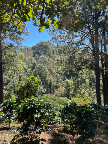 Finca La Puerta coffee farm in Honduras