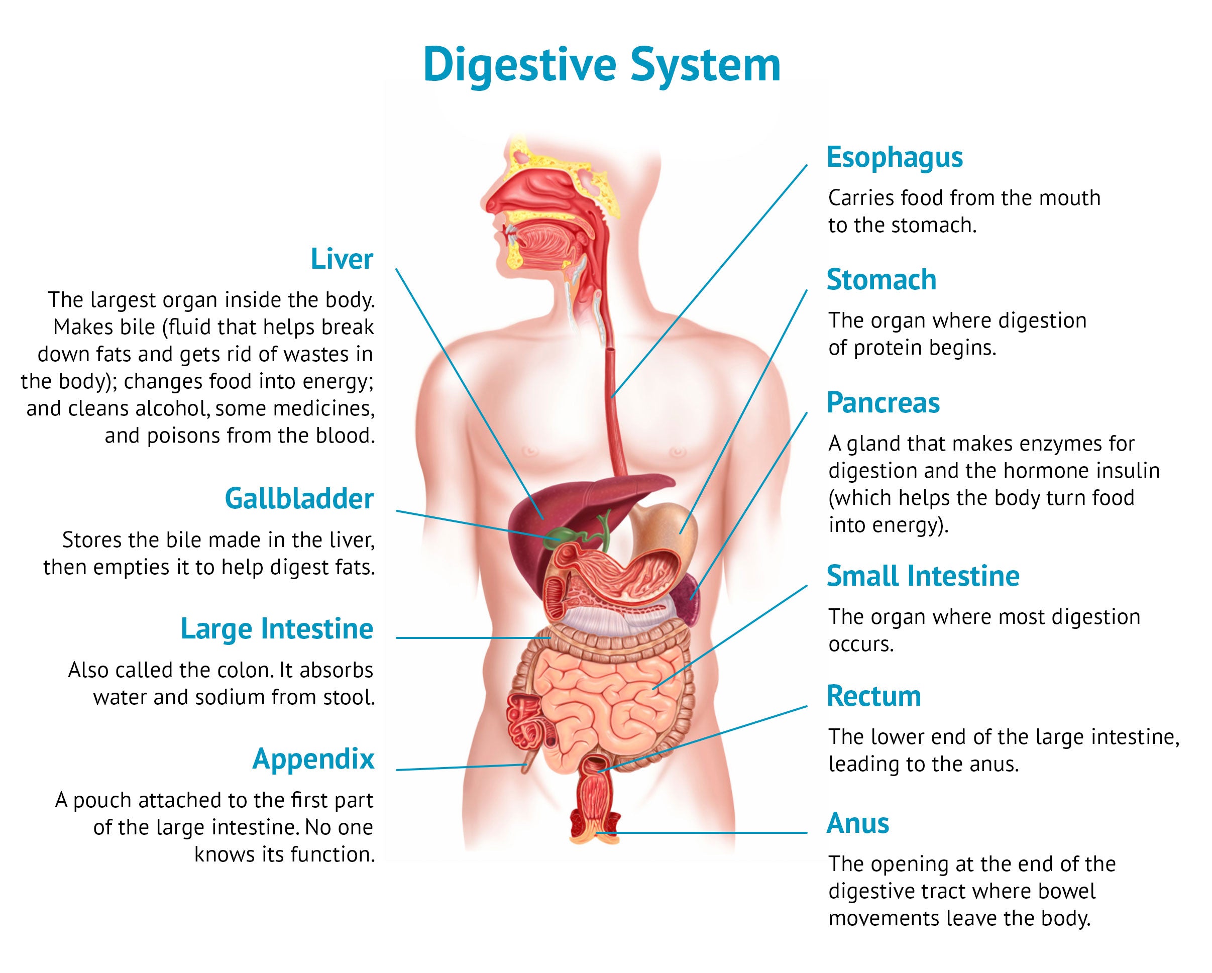 How your digestive system works