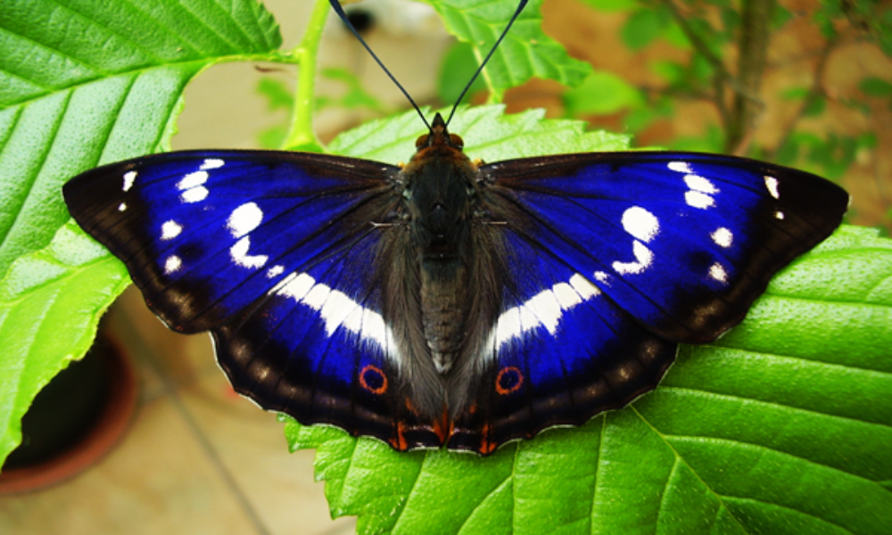 The 7 Most Beautiful Butterflies In The World - Vibe Cosy™