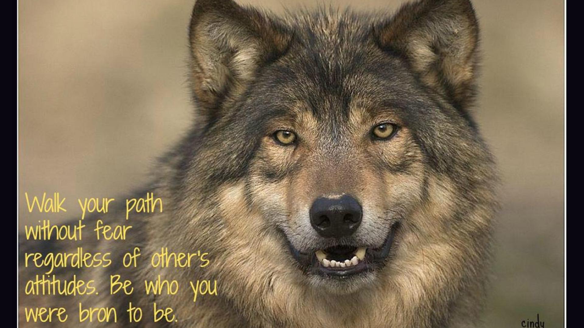Living wolfs. Лобо волк. Волк серый. Добрый волк. Серый волк морда.